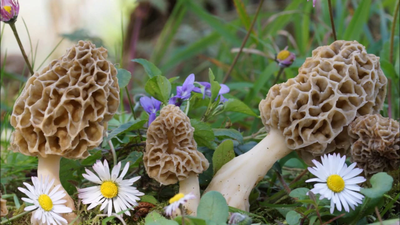 Morchella fluvialis