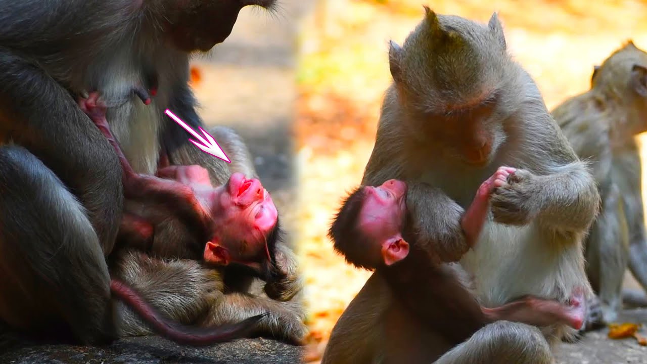 Incredible animals! Cute Balu Baby Hungry And Crying Sound Need Milk From Mom