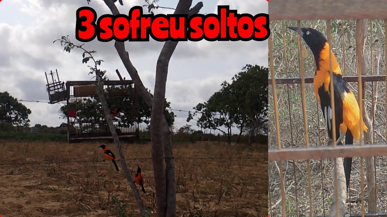 PEGANDO CORRUPIÃO/SOFREU NO ALÇAPÃO NA ROÇA