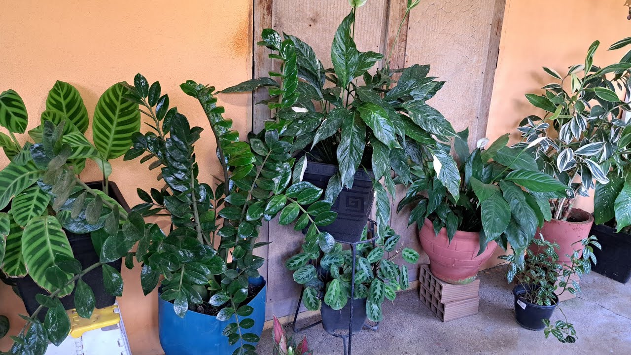 Essas plantas de sombra são um charme em vasos🌿