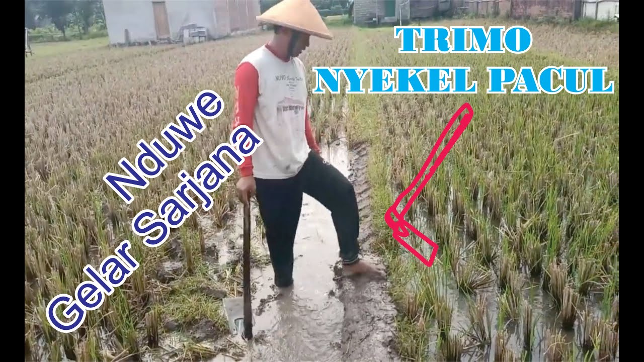 VLOG Tutorial Memperbarui Pematang Sawah (Mopok Galengan) Dengan Cangkul