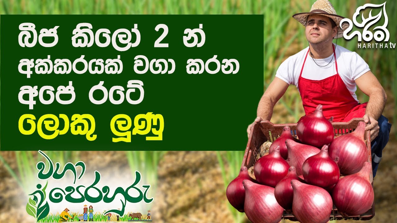 රටින් ගේන ලූණුවලට වඩා හොඳ අපේ රටේ ලොකු ලූණු | Haritha Tv | Waga Perahuru | Onion