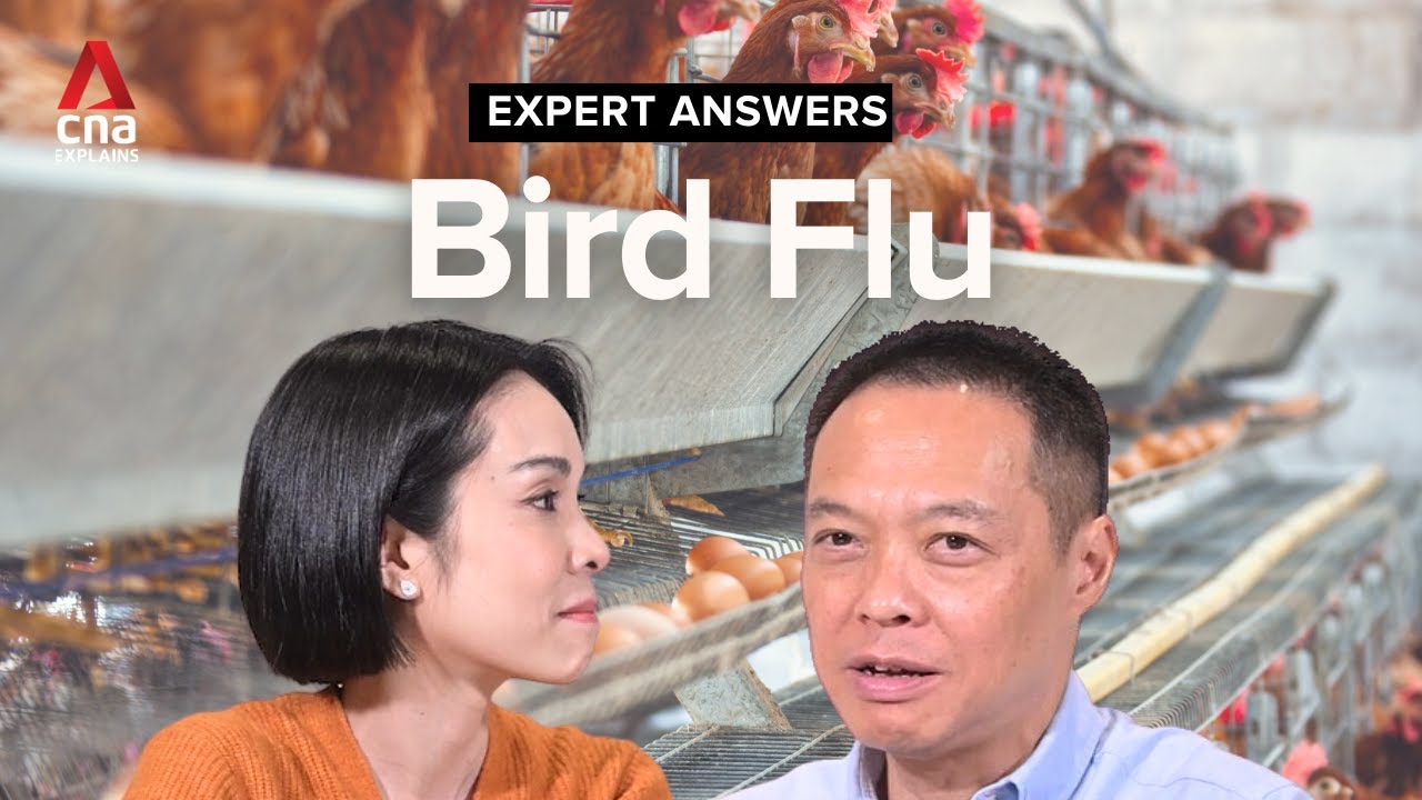 Bird flu: How concerned should you be about human infection of H5N1? | Expert Answers | CNA Explains
