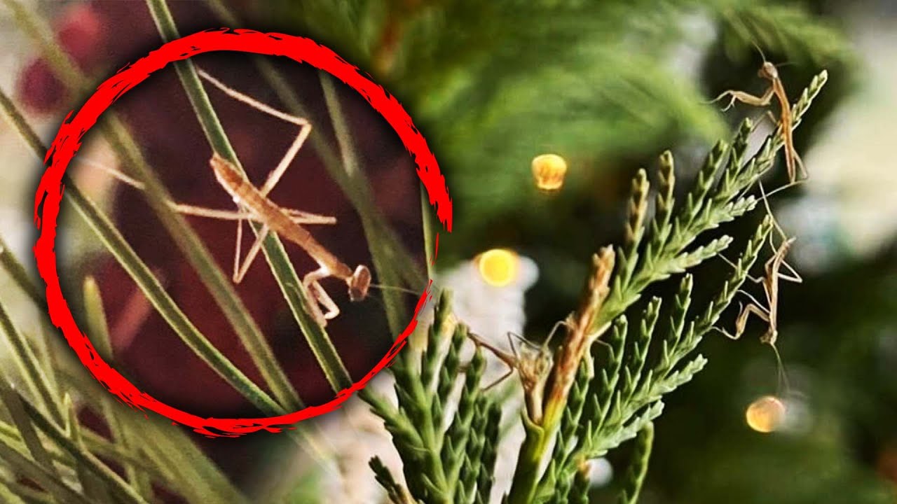 Praying Mantises Invade Homeowner’s Real Christmas Tree