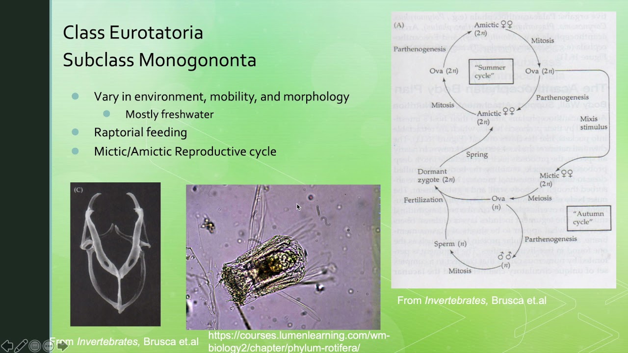 Phylum Rotifera Presentation
