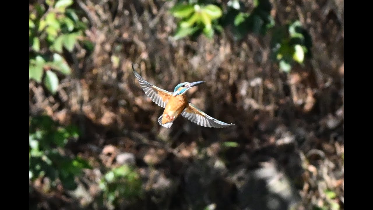 久しぶりに見てきたよ〜！菊名池公園のカワセミ観察日記（2026年2月4日）