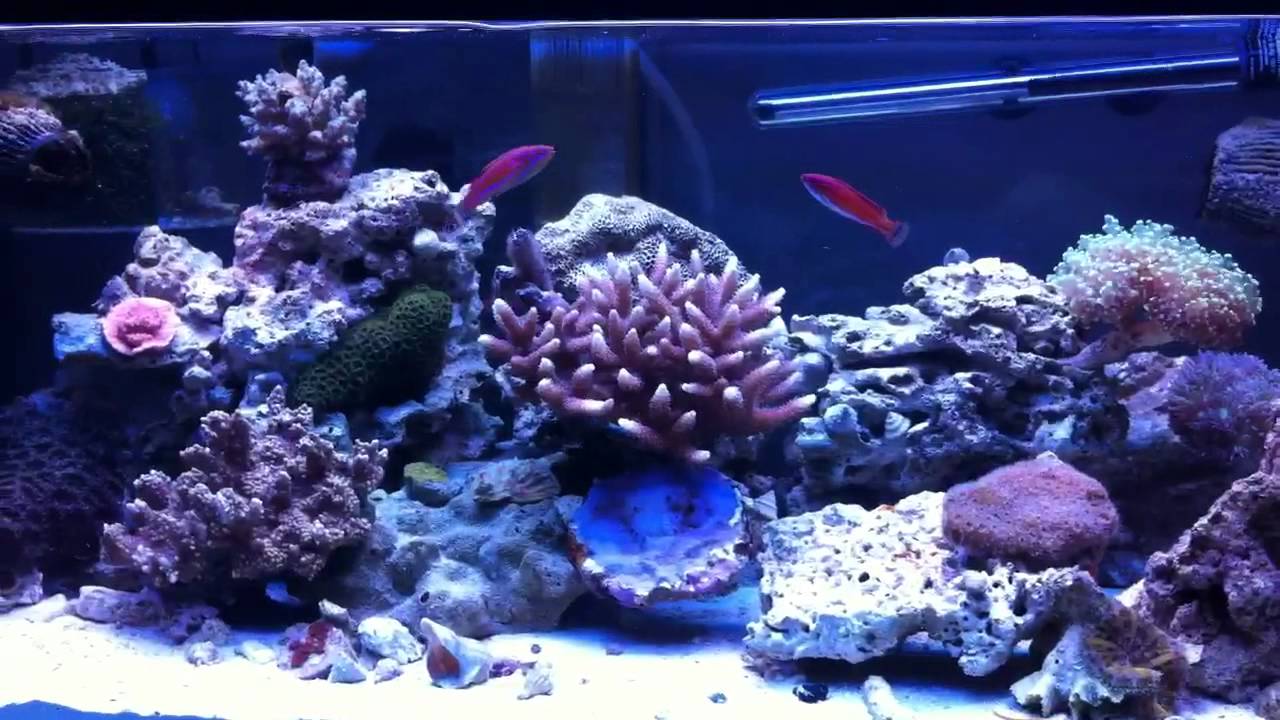 Yellowfin flasher wrasse flashing (Paracheilinus flavianalis)