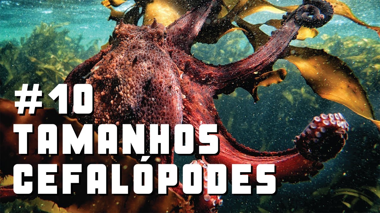 Quick Shot #10 - Tamanhos M&iacute;nimos - Cefal&oacute;podes (Ca&ccedil;a Submarina, Portugal)