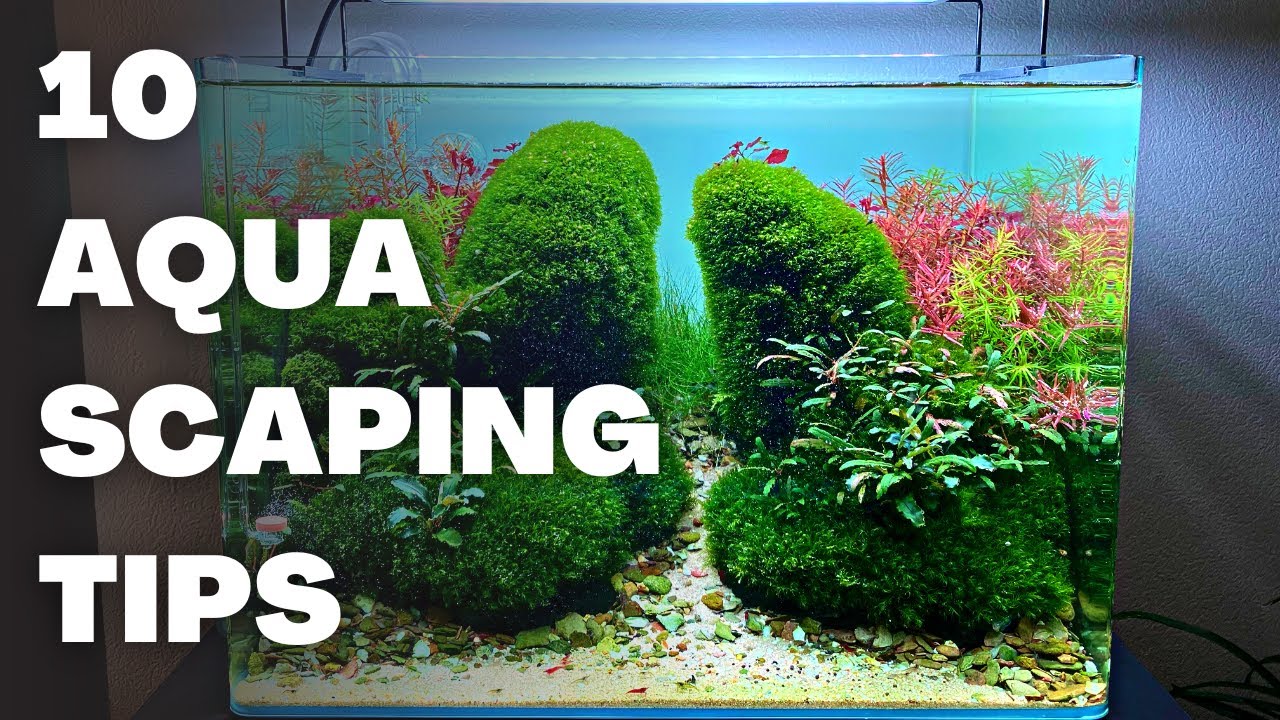 TOP 10 AQUASCAPING TIPS FOR BEGINNERS (in order of importance)
