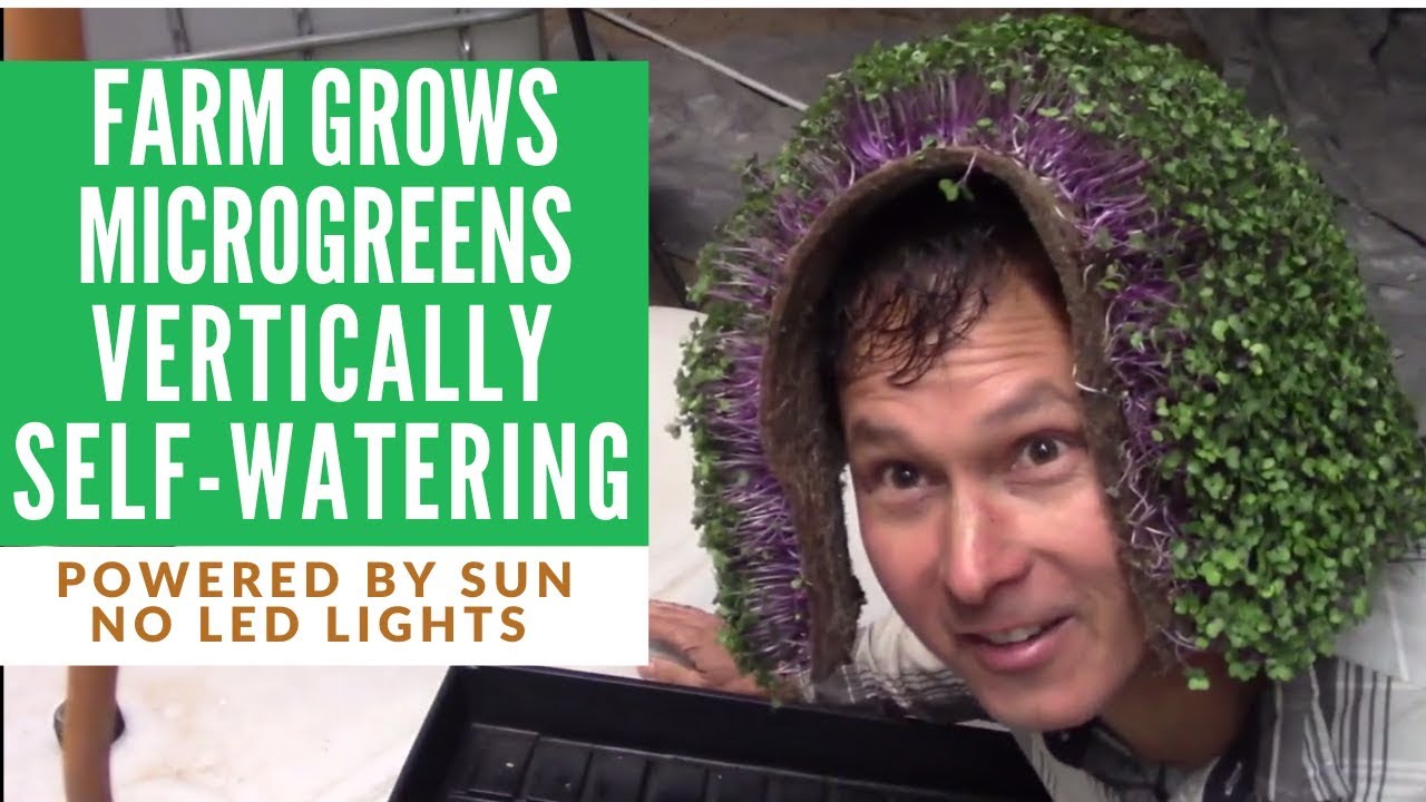 Farm Grows More Microgreens Vertically with Automatic Watering + Sunlight without LED lights