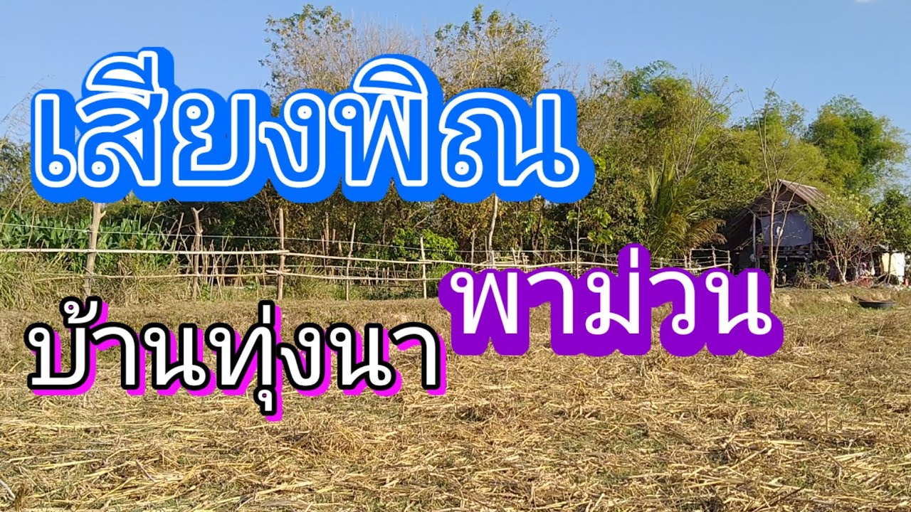 เสียงพิณ บ้านทุ่งนาพาม่วน