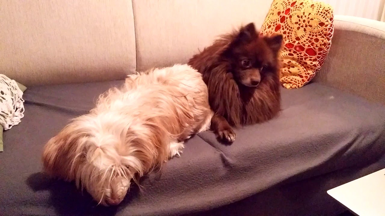 Kleinspitz Lenni Barks At Strange Noises