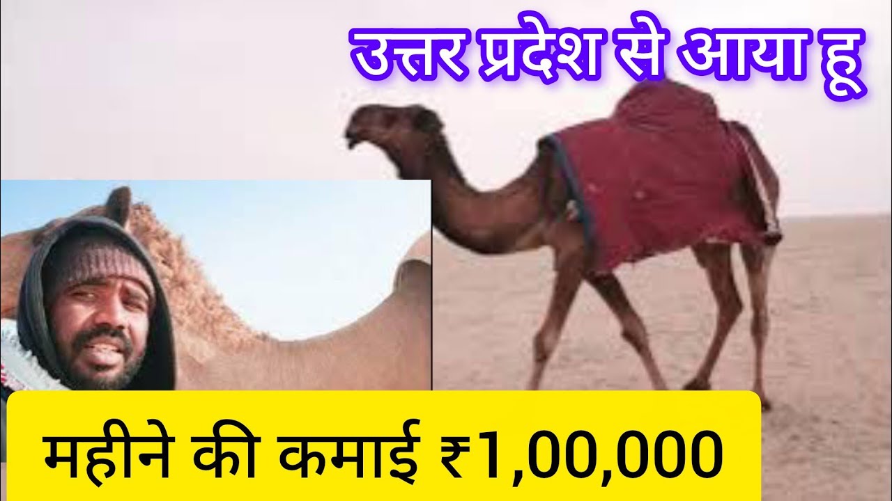 🐪😱रेगिस्तान में ऊंट को कैसे पालते हैं कितना पैसा कमाते हैं उत्तर प्रदेश के लोग विदेश में आकर 🐪🫶💥