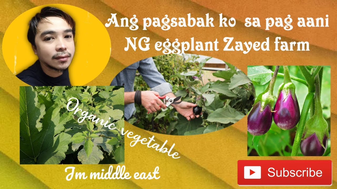 Harvesting eggplant at the desert( hottest day)