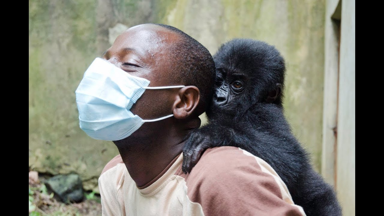 Saving Poached Grauer's Gorilla Orphan Isangi