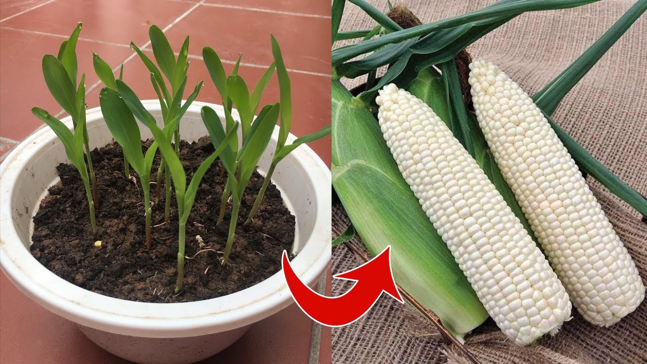How to grow corn at home
