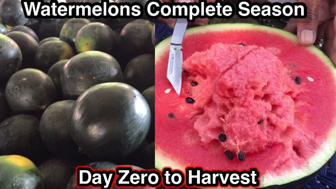 Growing watermelons complete season | From soil preparation to seed sowing to harvesting to selling
