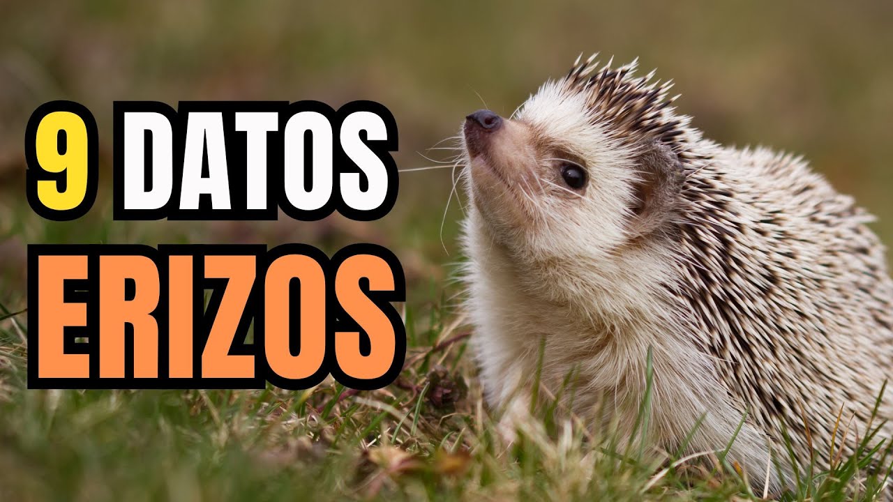 9 Datos de los Erizos  (Hedgehog) - Secretos de defensa y supervivencia