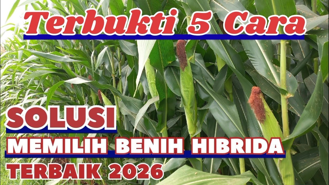 BENIH JAGUNG HIBRIDA TERBAIK 2026