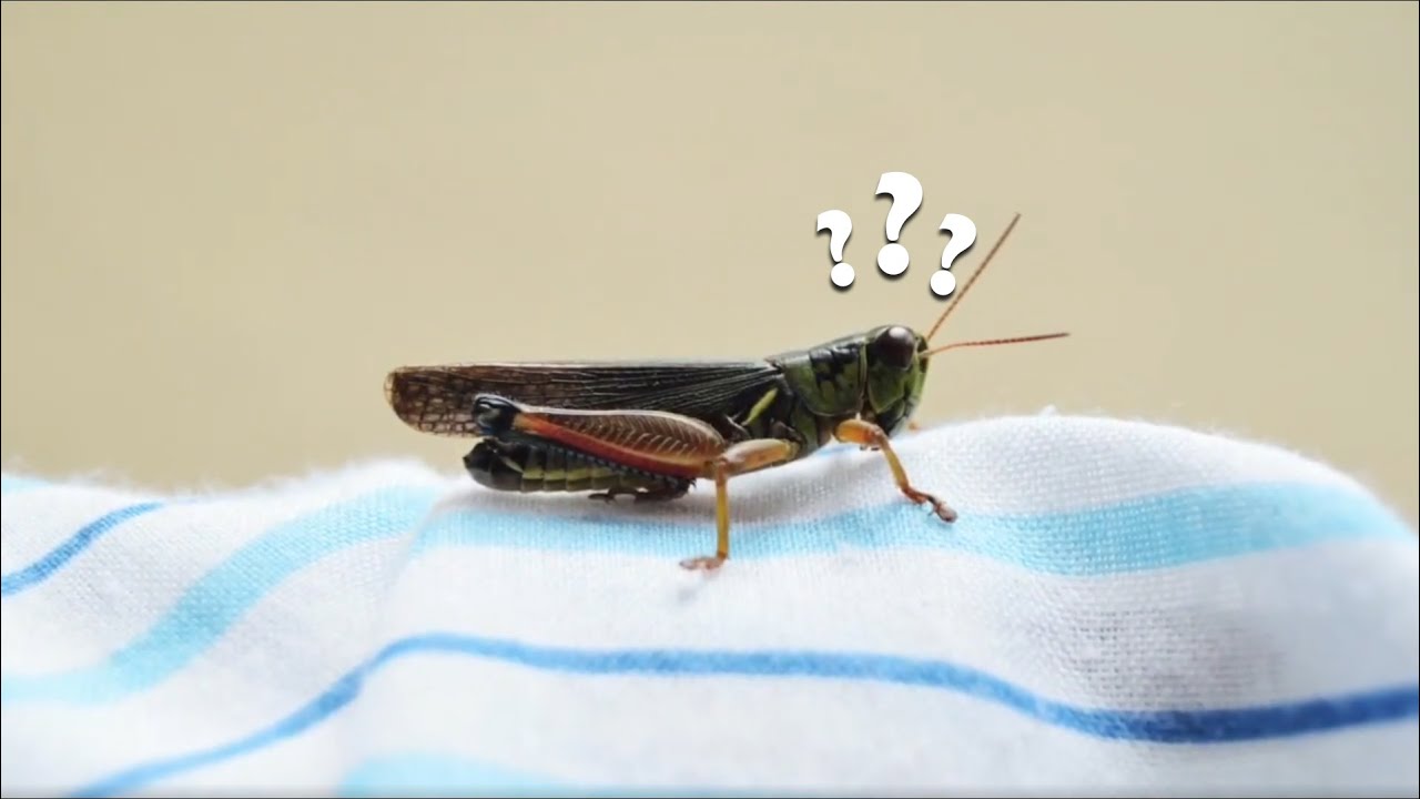 Debunking God's Chorus of Crickets