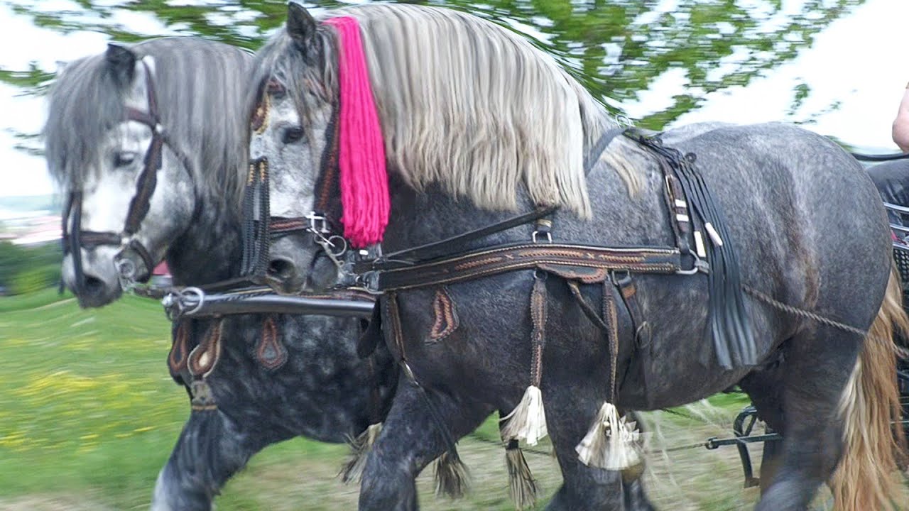 Armăsarii lui Vasile Țugui de la Gura Putnei-Bucovina 2026