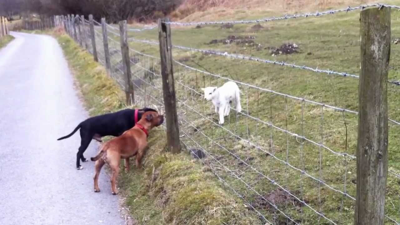 Staffies meet a cute spring lamb.