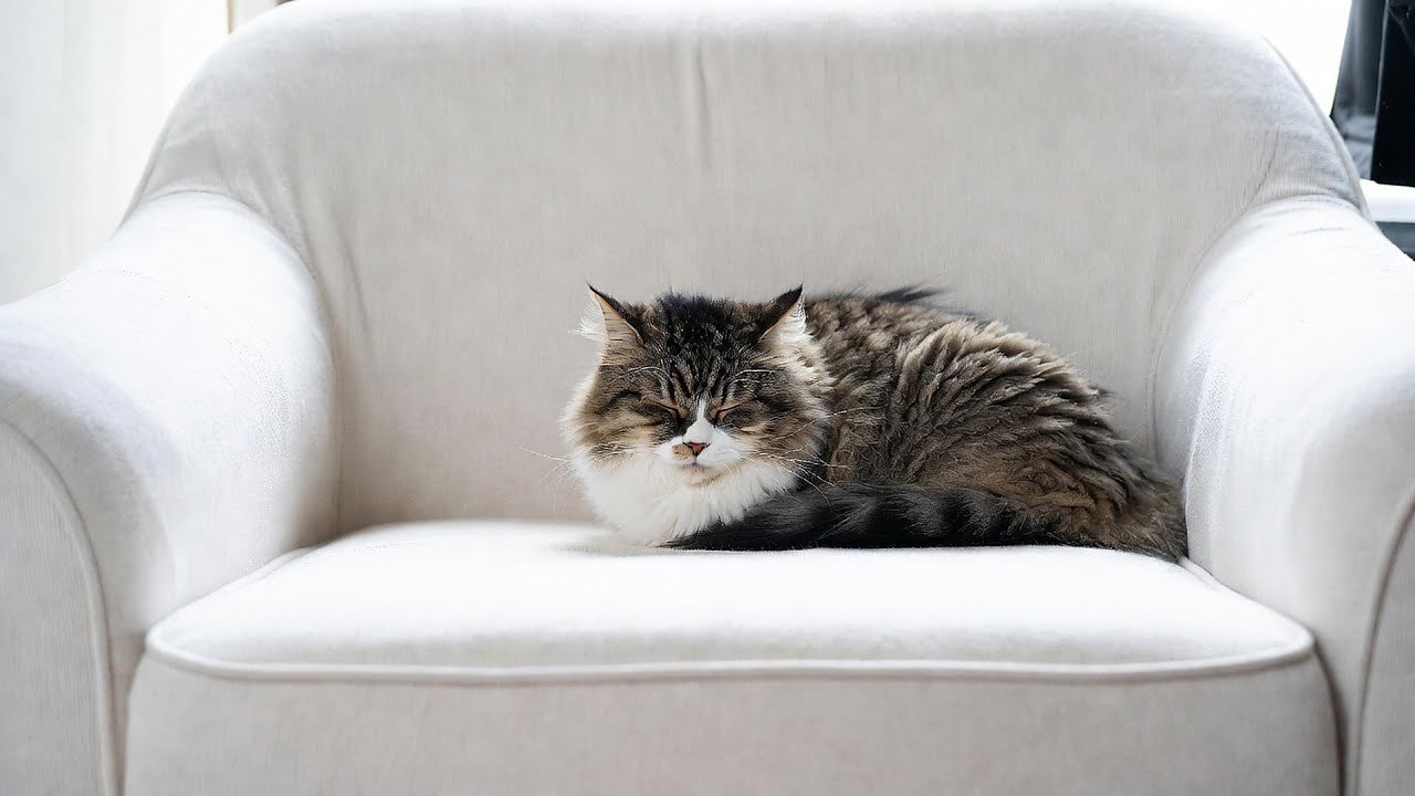LIVE Cute Sleeping Cats for Anxiety Relief 😌 | Season 2