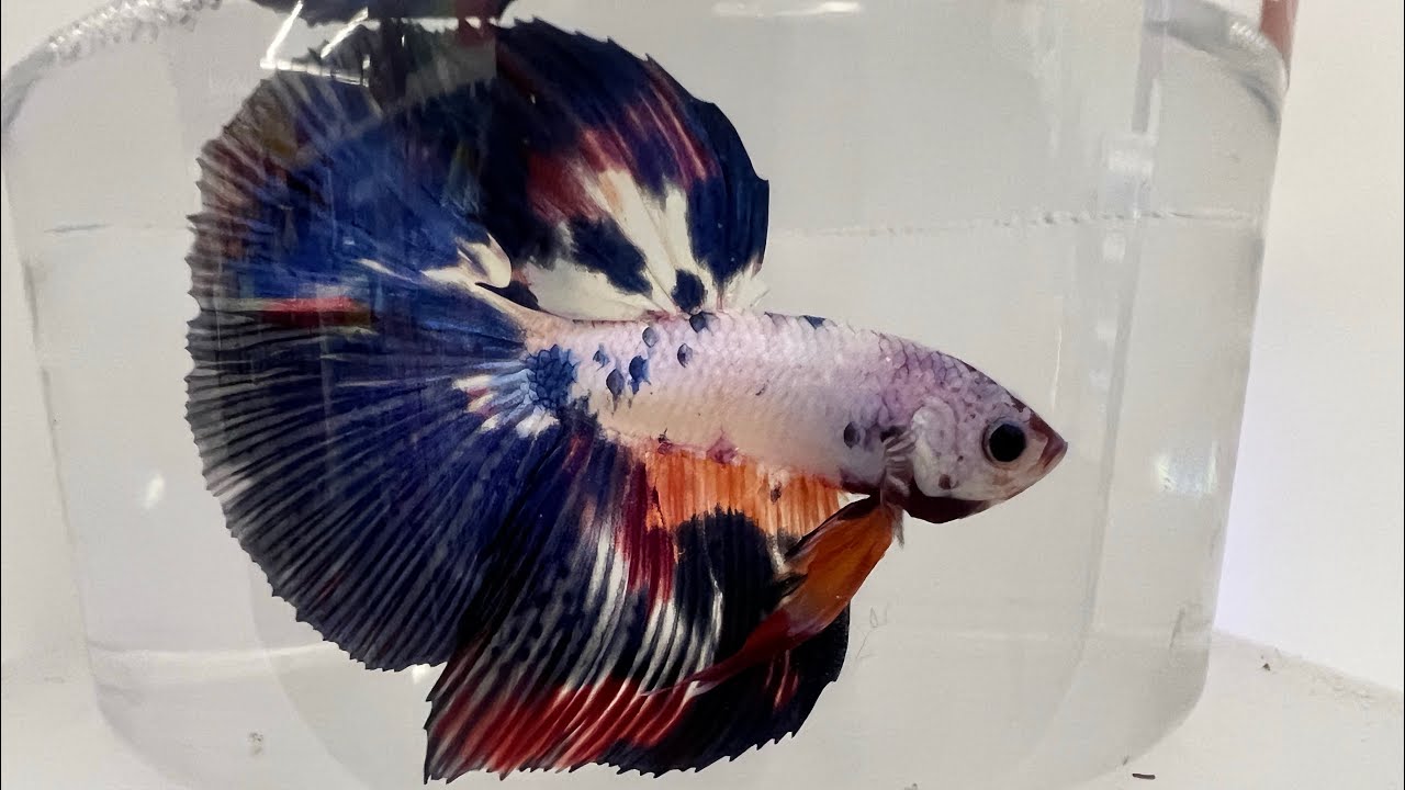 The Siamese Fighting Betta Fish. BUMBLE BEE, TANGERINE KOI…One Of The Most Beautiful Fighters Fish!