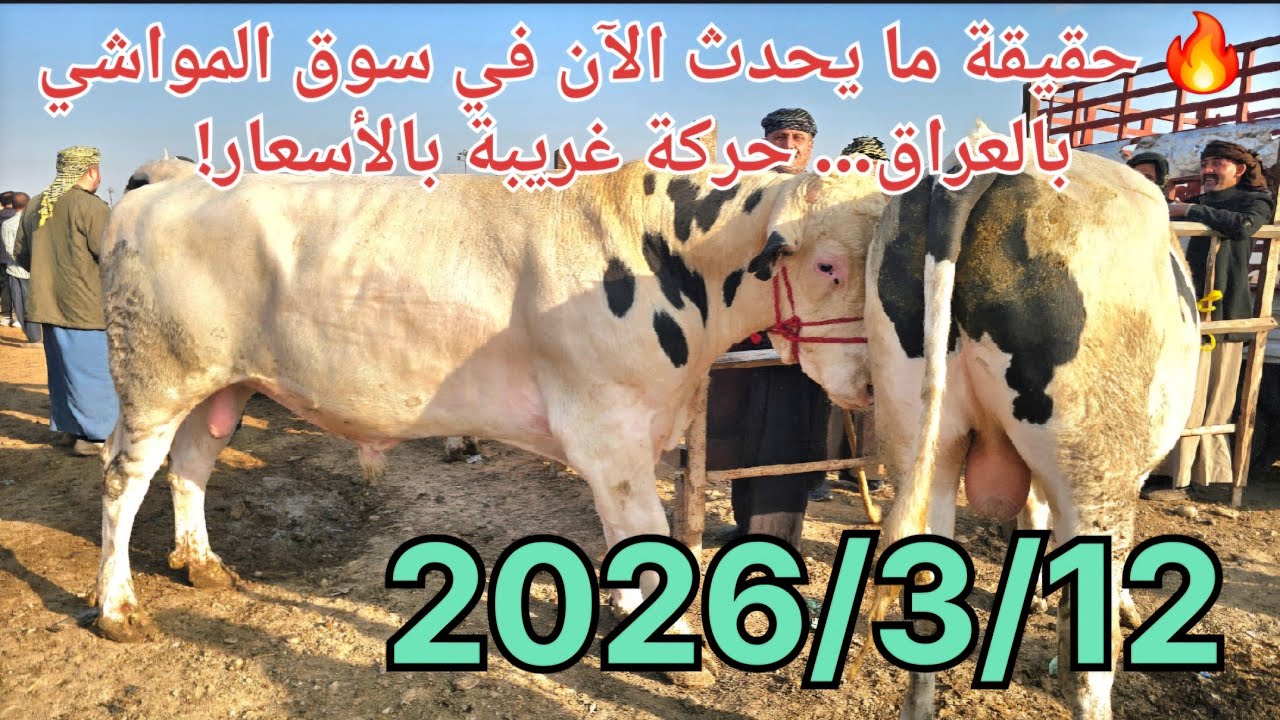 🔥 حقيقة ما يحدث الآن في سوق المواشي بالعراق… حركة غريبة بالأسعار!