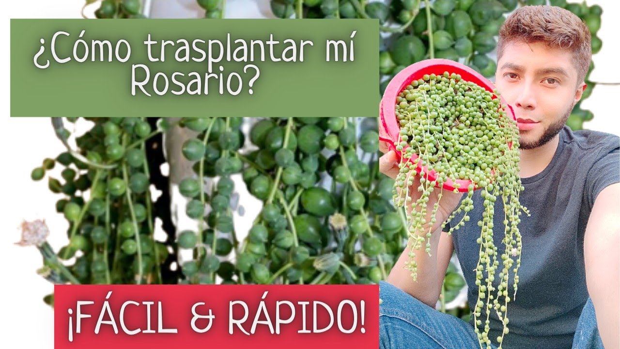 ¿Cómo trasplantar mí Suculenta Rosario FÁCIL & RÁPIDO? | Senecio Rowleyanus | #rosario #suculentas