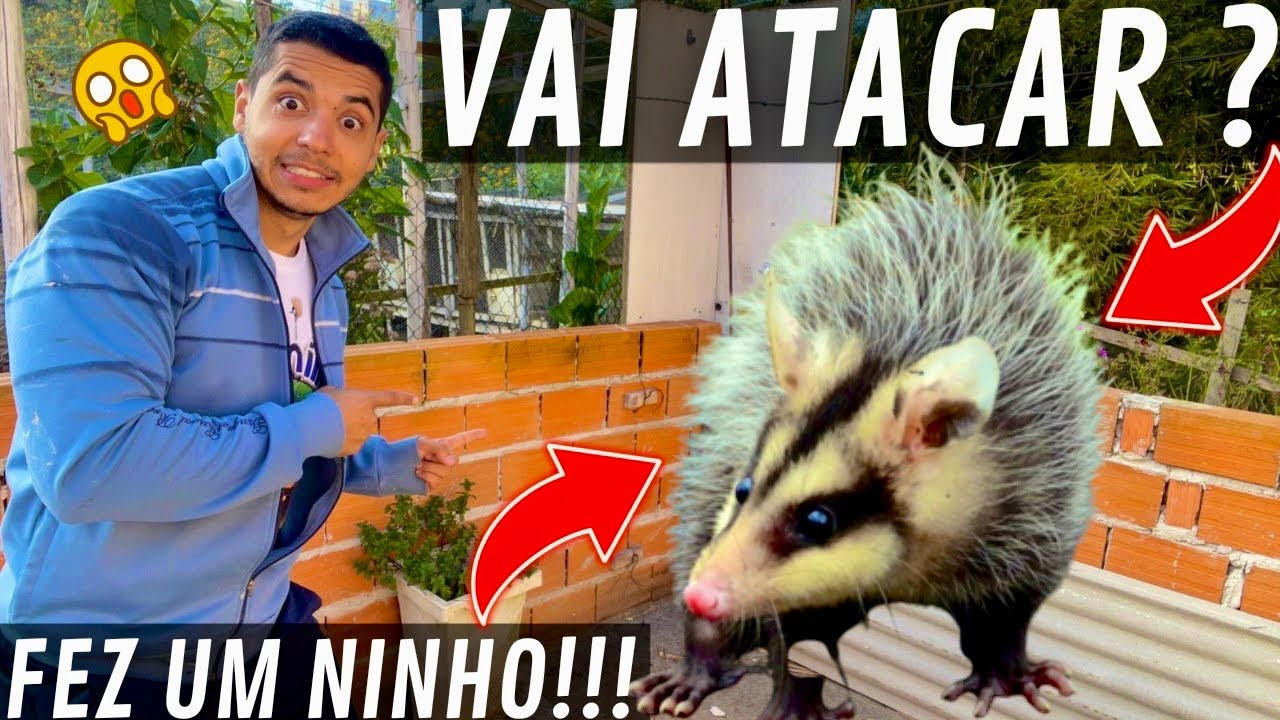 Achei um ninho de saruê em um local inusitado | sorteio | Aves Recriar
