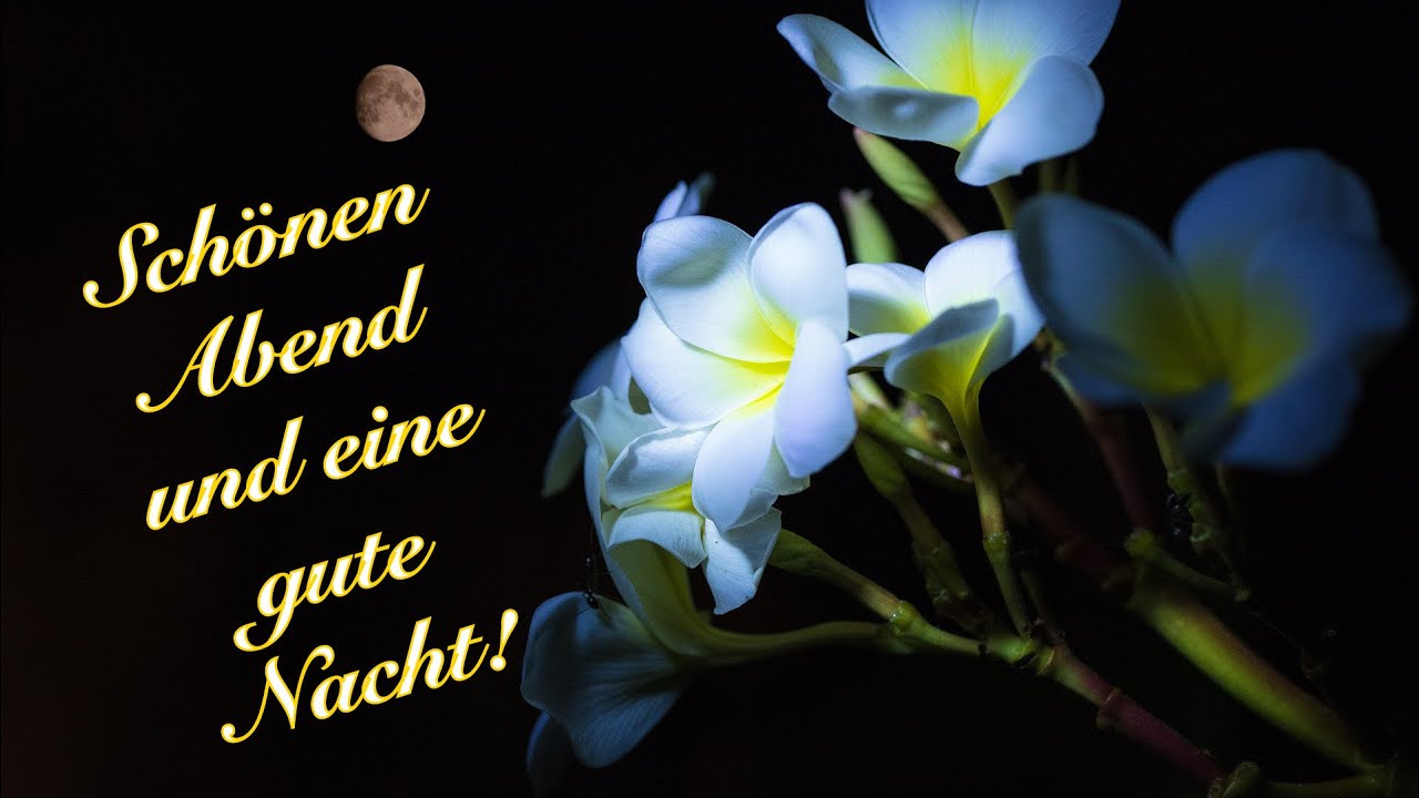 Abendgruß💫ein kleiner gute Nacht Gruß🌙