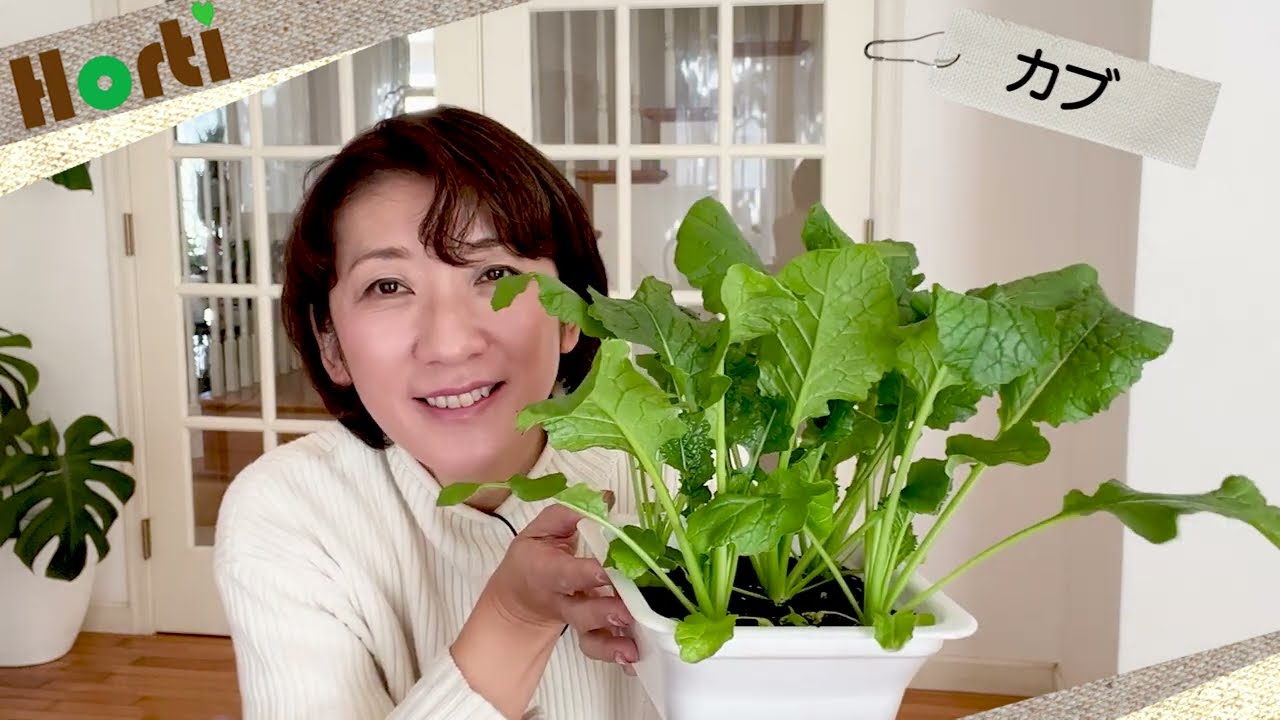 驚きの方法で、冬にカブを育てる