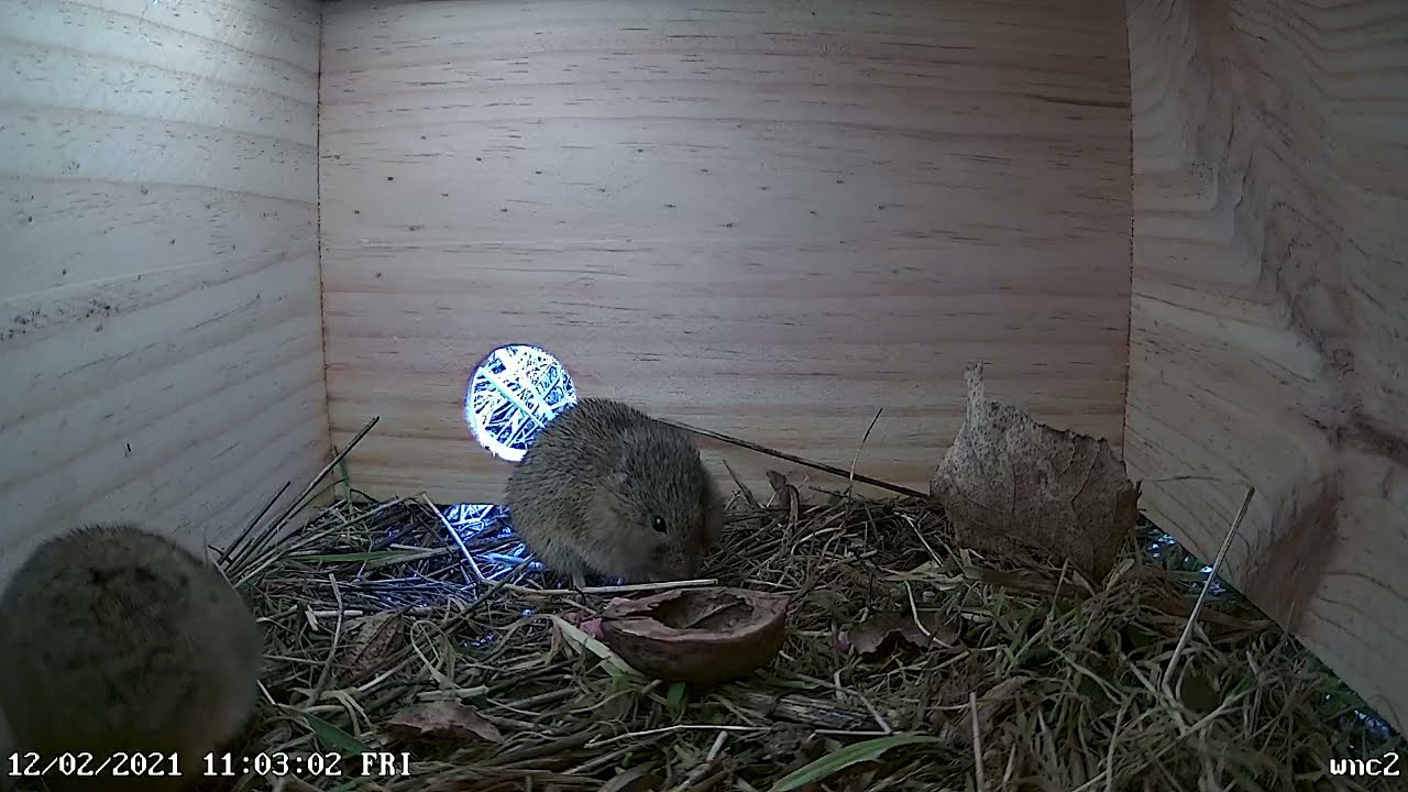 Common vole - (Microtus arvalis) Le campagnol