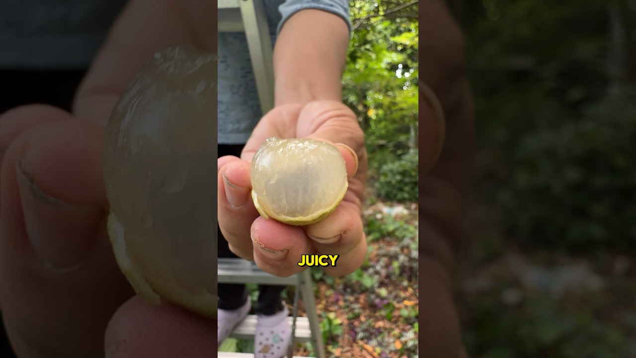 Check out these juicy longan that we harvested from the garden! #longan #harvest #garden