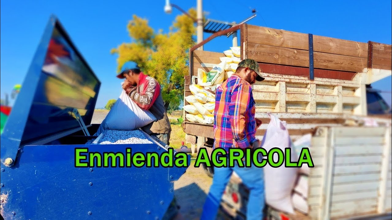 Aplicando YESO AGRICOLA| SIEMBRA de TRIGO