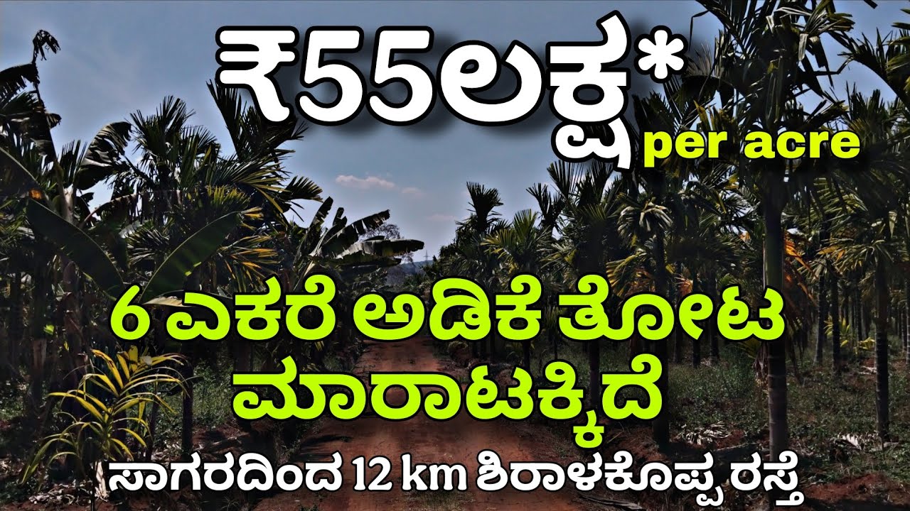 #03 6 ಎಕರೆ ಅಡಿಕೆ ತೋಟ ಸಾಗರ ಹತ್ತಿರ ಮಾರಾಟಕ್ಕಿದೆ ₹55 Lakh per  #propertyforsale #property #nssproperty