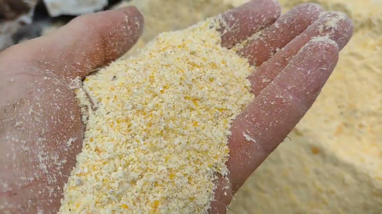 Silagem de grão úmido de milho, silagem de grão reidratado de milho.