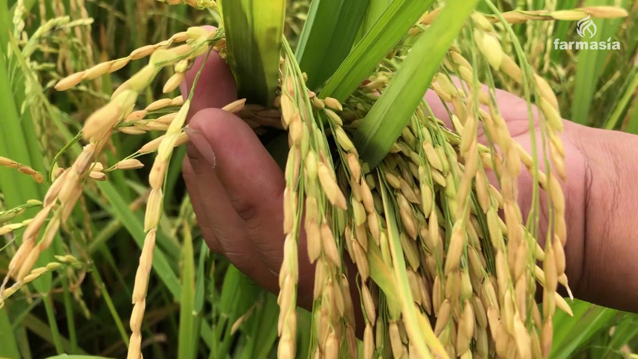 MI Plus from Farmasia