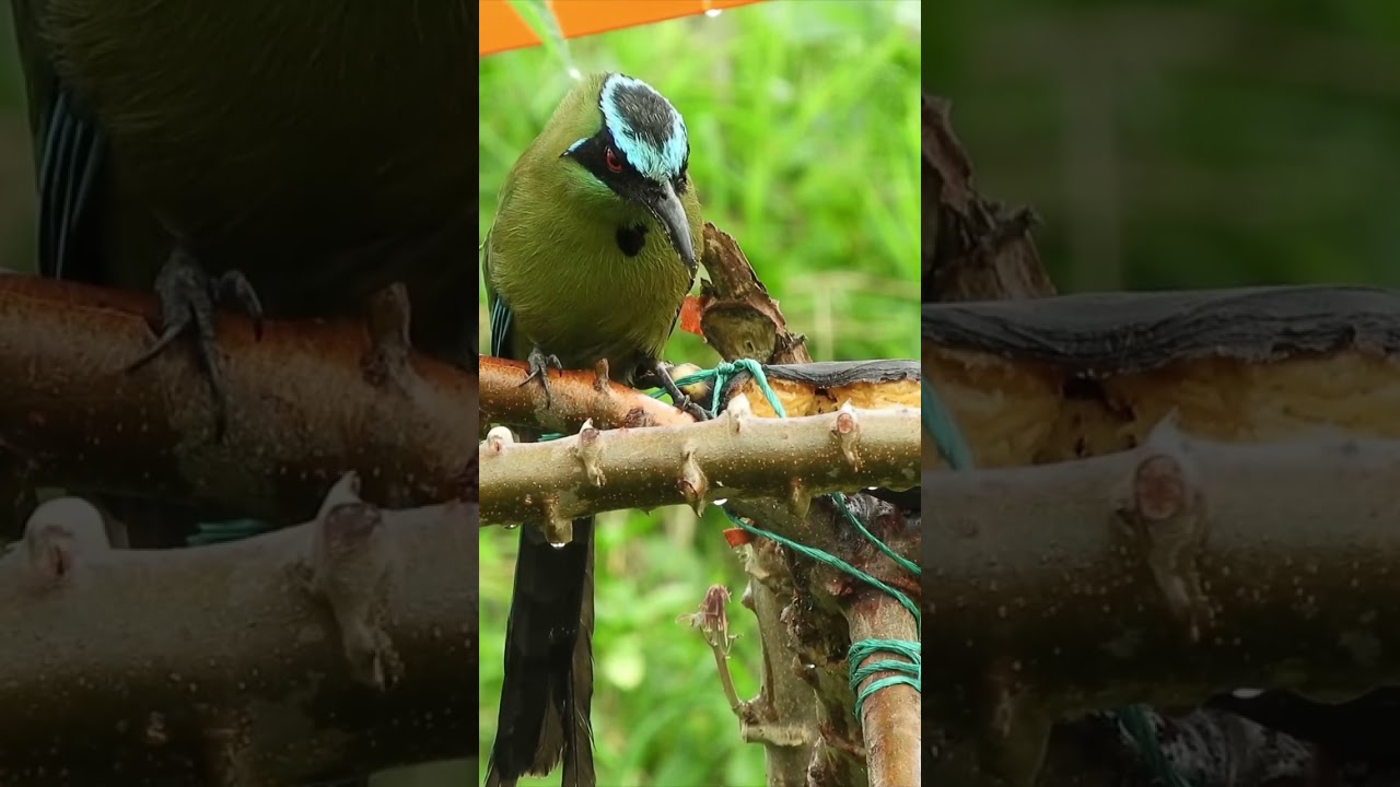 CAT TV | bird for cats to watch 🦜😺 