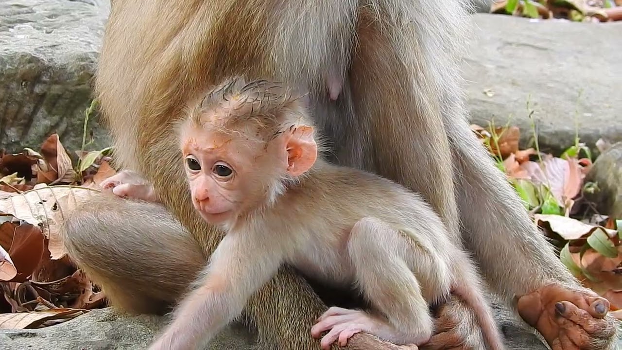 Playful Baby Monkey Temple Adventure Time #animallovers