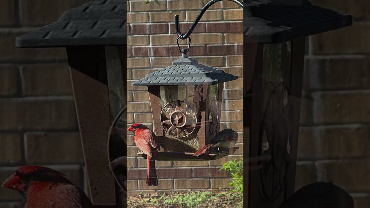 Garden Transformation Journey #gardenrenovation #garden #gardentransformation
