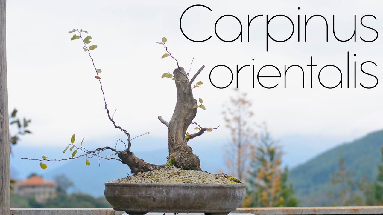 Carpinus orientalis Yamadori (Hornbeam) Autumn work - Arkefthos Bonsai