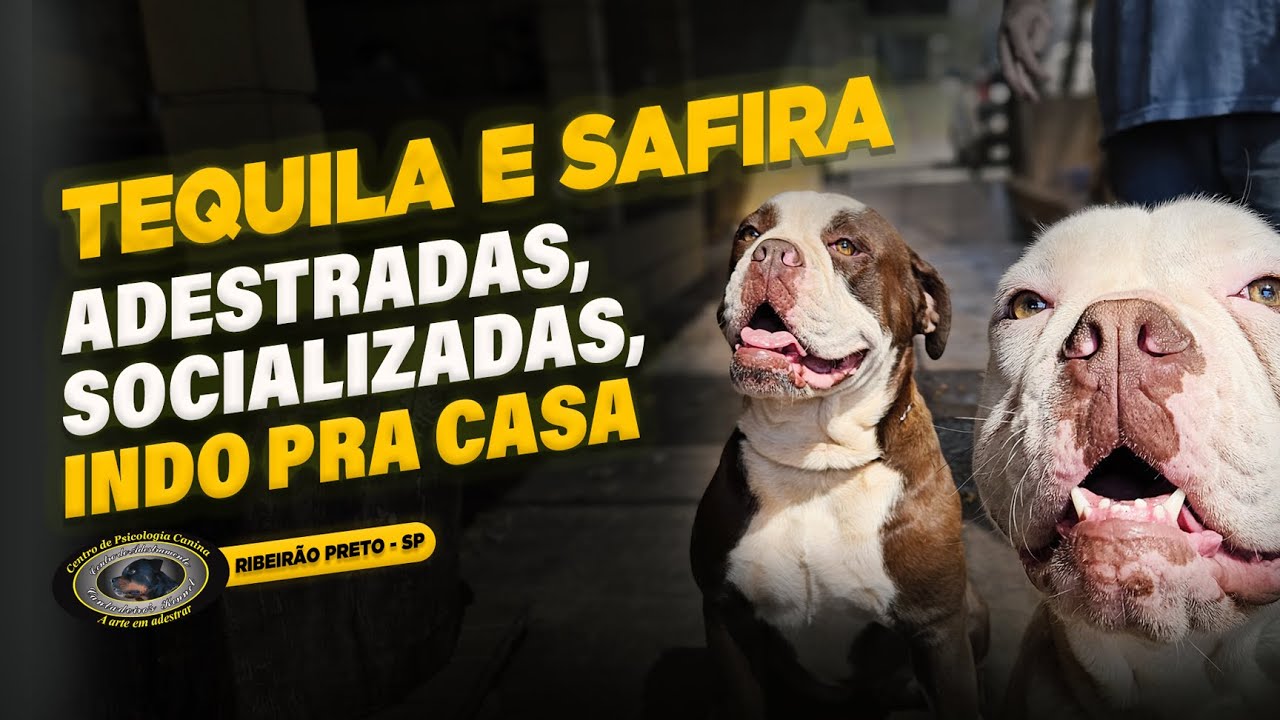 BULLDOG CAMPEIRO — TEQUILA & SAFIRA — O DESAFIO VALEU A PENA