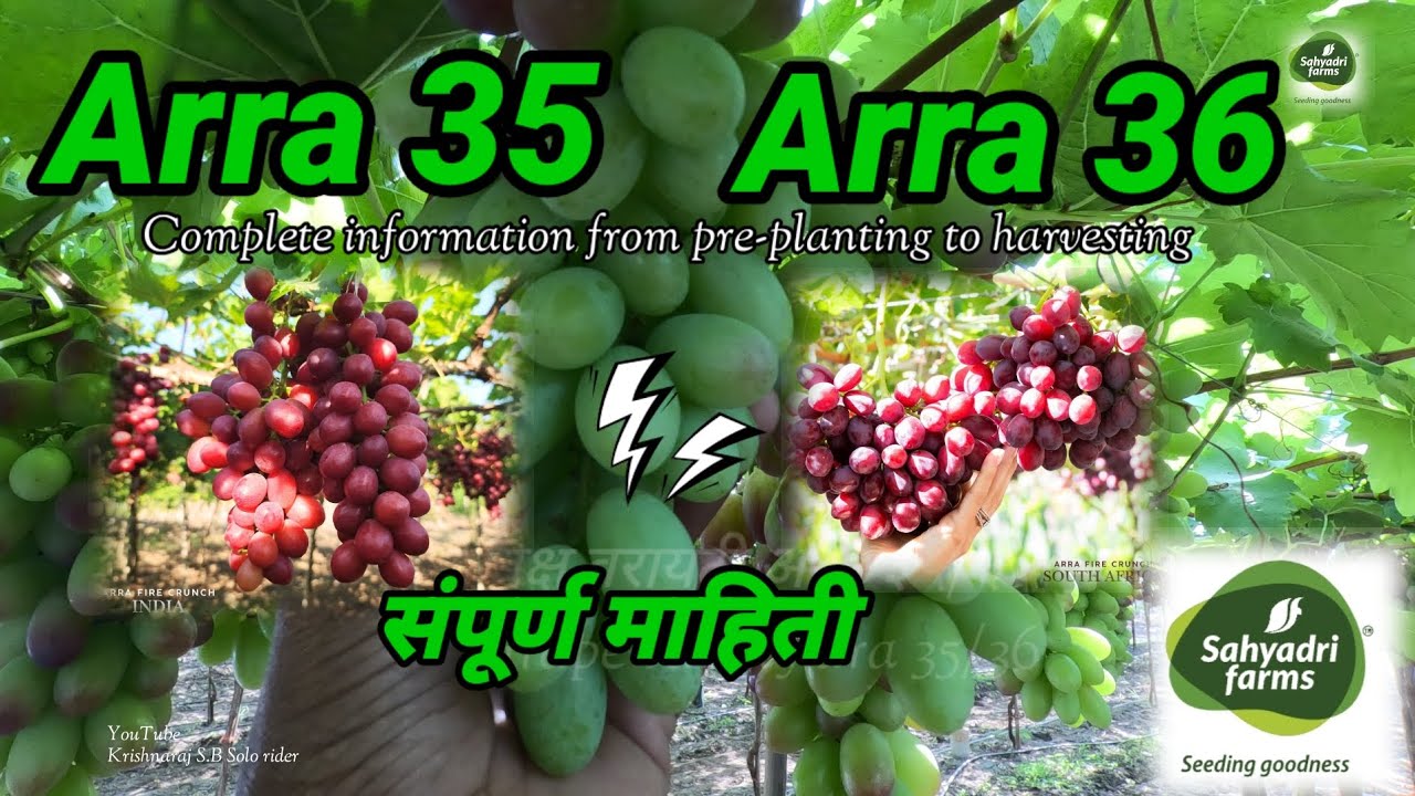 ARD/Arra 35/36 Complete information आरा ३५/३६ संपूर्ण माहिती