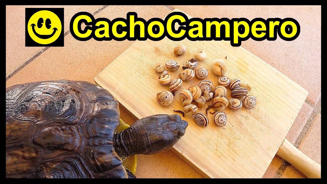 Caracoles de comer para tu tortuga de agua, cómo desparasitarlos, purgarlos y cuáles come la tortuga