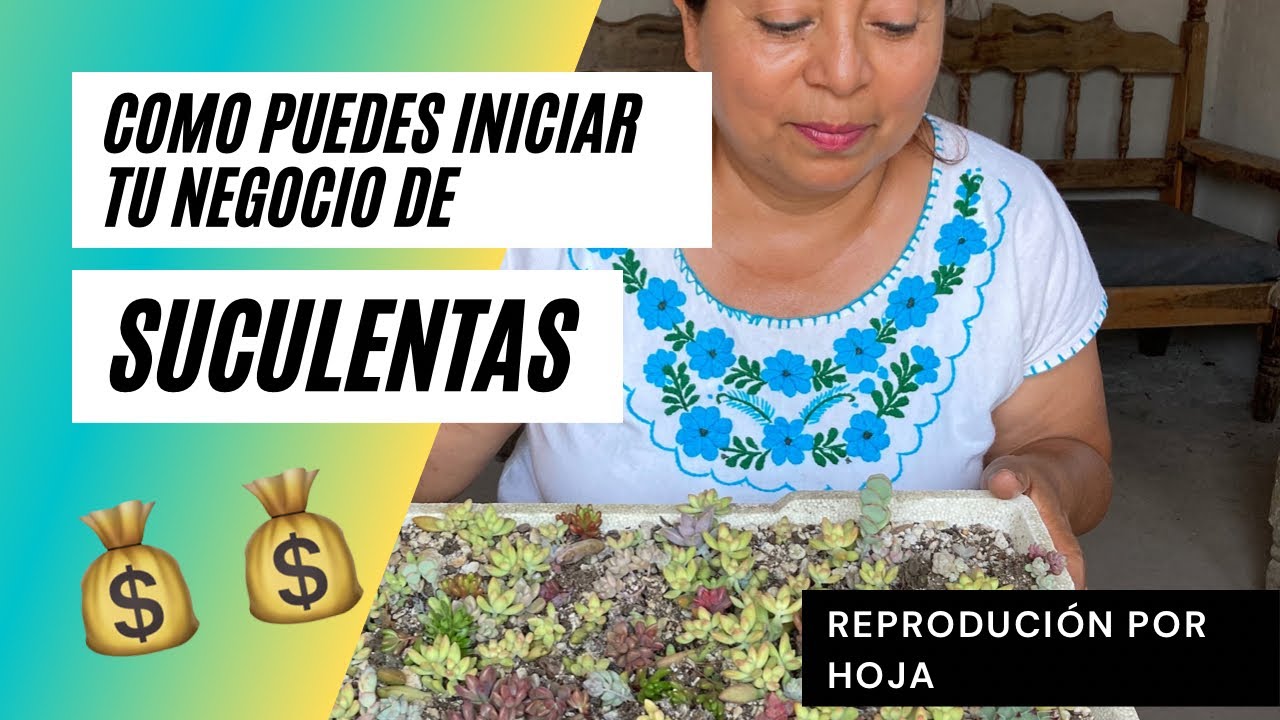 INICIA TU NEGOCIO DE SUCULENTAS 💰💰