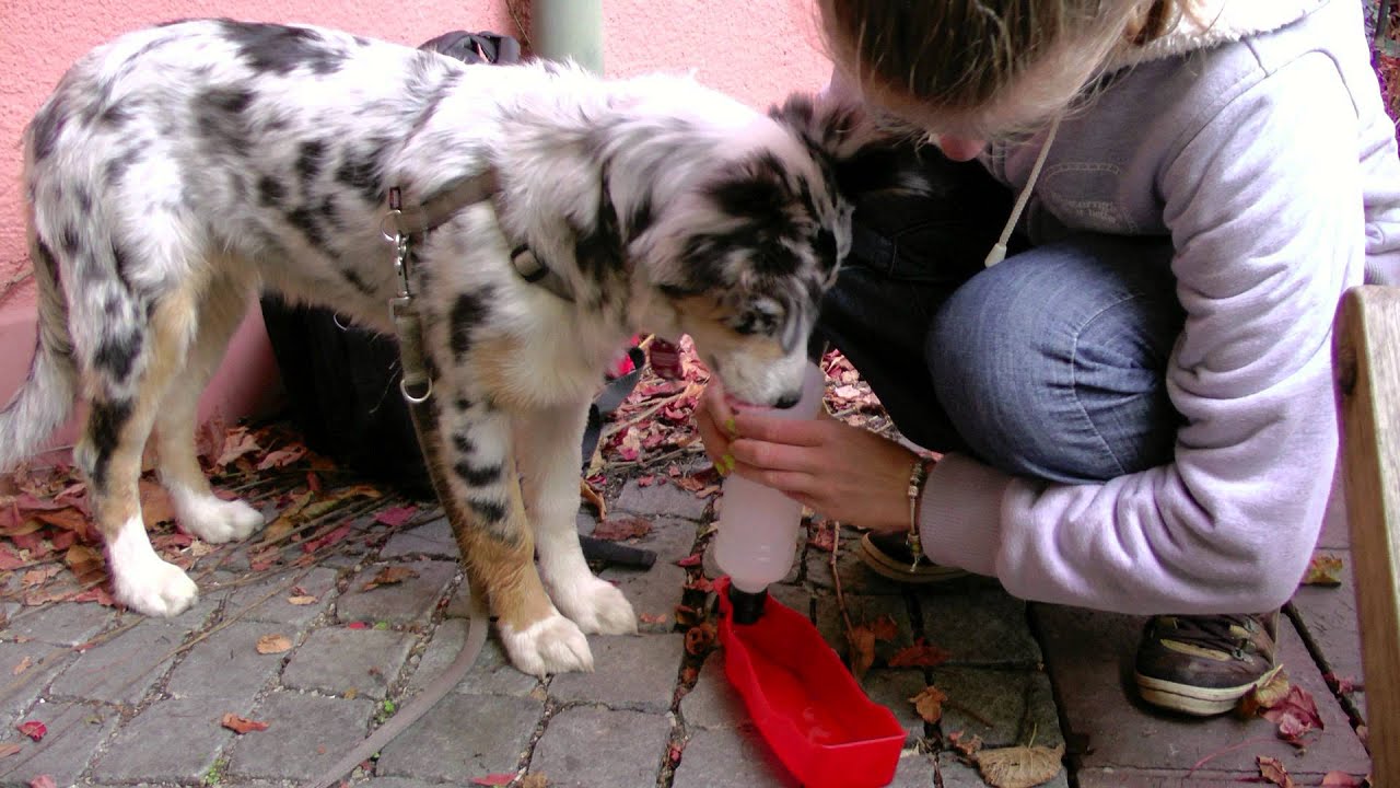Australian Shepherd N°1 - FLY in the SKY - In Begleitung der Aussie-Hündin 