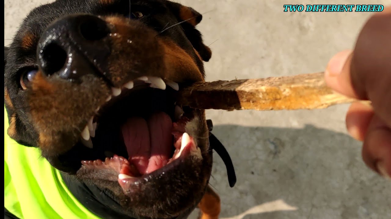 Play this Game with your Dog (smart rottweiler puppy Rocky