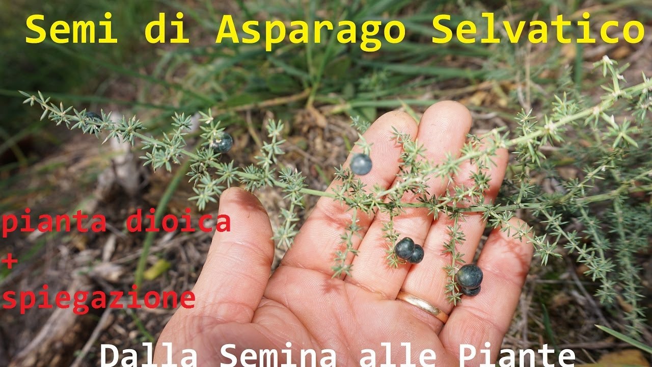 Asparago da seme